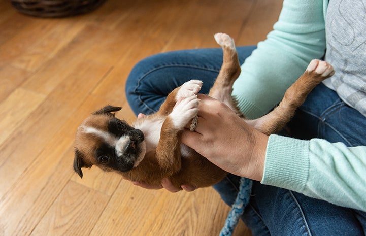 A person holding Taco, a cute puppy with at cleft palate, in her lap