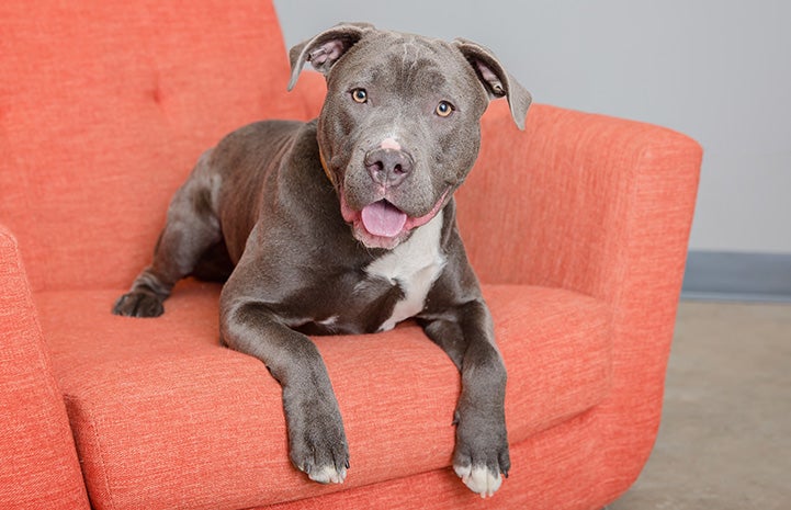 Bossco the dog lying on an orange chair