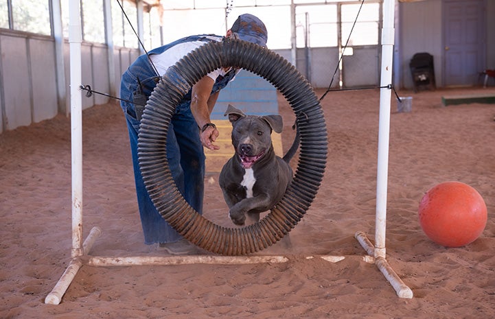 Bossco the dog jumping through an agility hoop while a person directs him