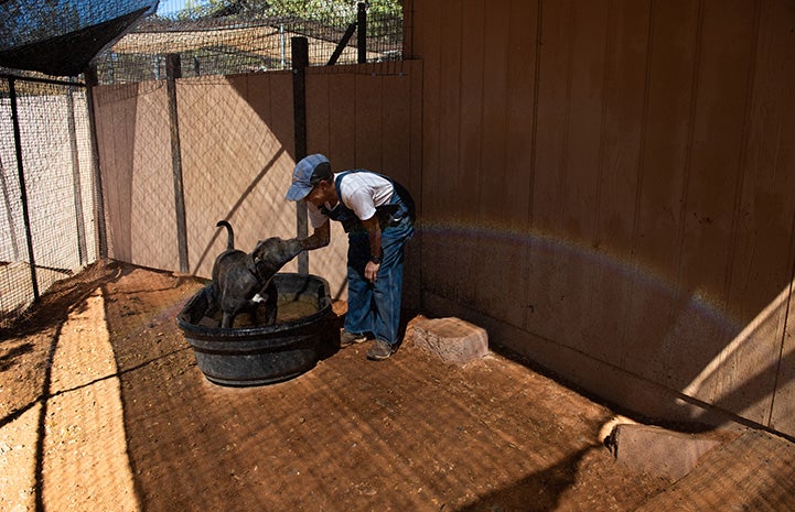 Bossco the dog standing in a tub of water next to a rainbow from the mist