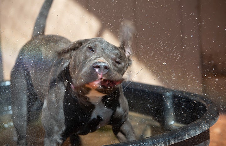 Bossco the dog standing in a tub of water and shaking with mist spraying around