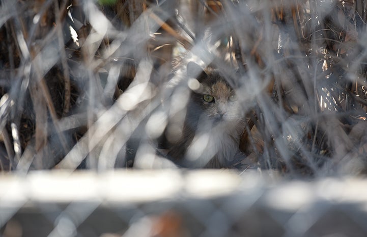 Community cats are part of life just about everywhere in the United States, cat hiding in long grass