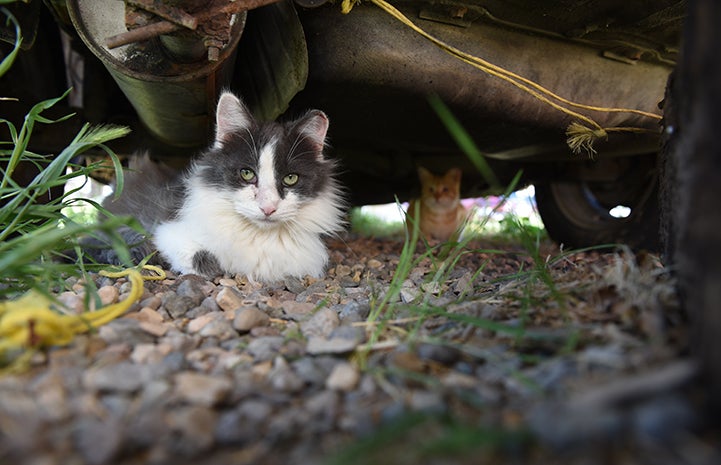 Part of responsible trap-neuter-return is ear-tipping, which allows caregivers to see at a glance which cats have been spayed or neutered