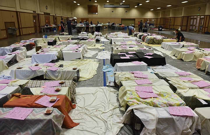 Cats at the Sevier County Fairground waiting in covered humane traps to reduce stress before surgery