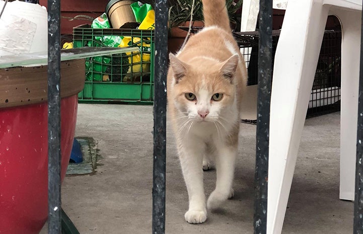 Jefferson Parish cream tabby with white cat