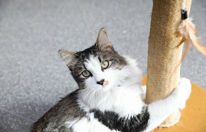 Castor the cat has gorgeous eyes