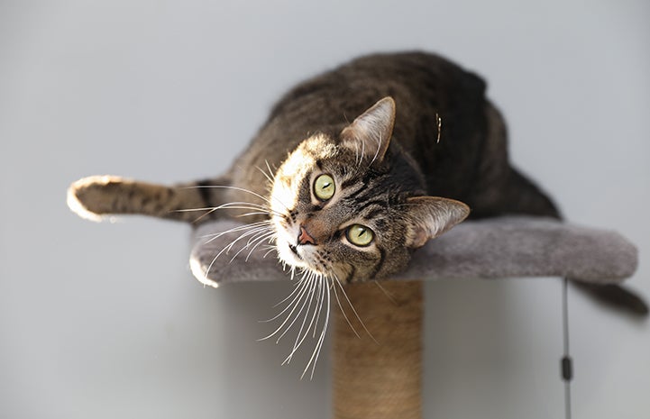 Sheba the cat lying on a cat tree