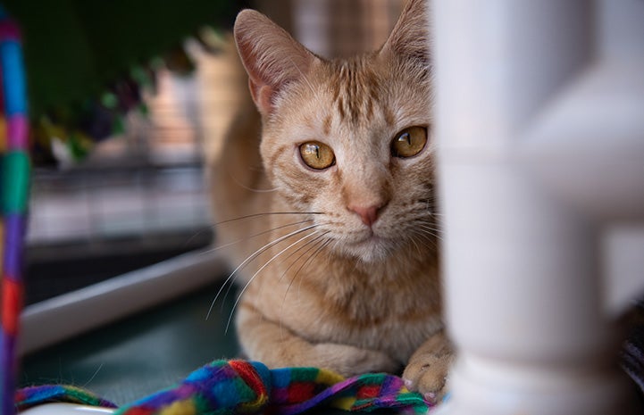 Tres the orange tabby kitten