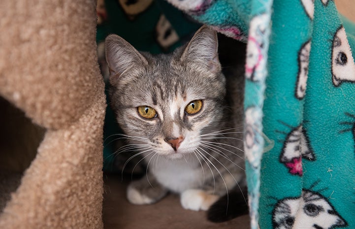 Wilhelmina hiding behind a cat tree, next to a hanging down blanket