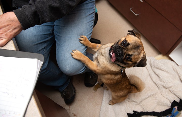 Salvador Dogi the pug up on his hind legs with his front legs on a person's leg sitting in a desk chair