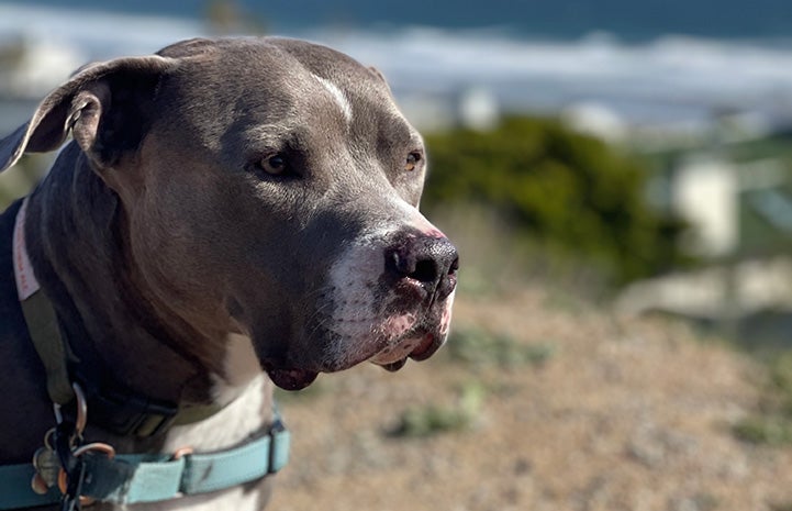 Cannoli the dog on the beach with water behind him