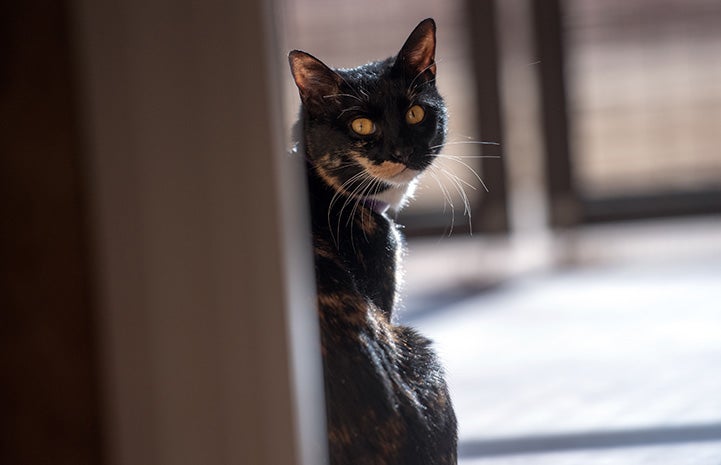 Jellybean the calico cat looking back over her shoulder toward the camera