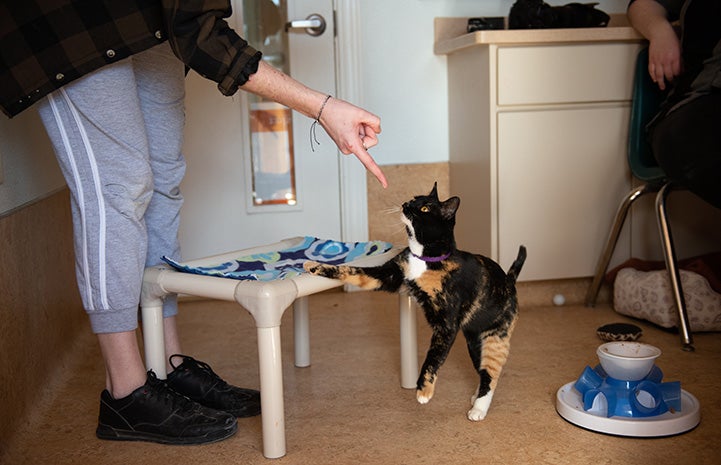 Jellybean the calico cat targeting toward a finger