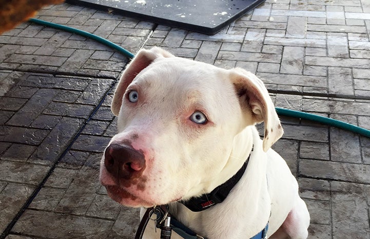 A treat being held above Delilah the deaf pit bull terrier dog