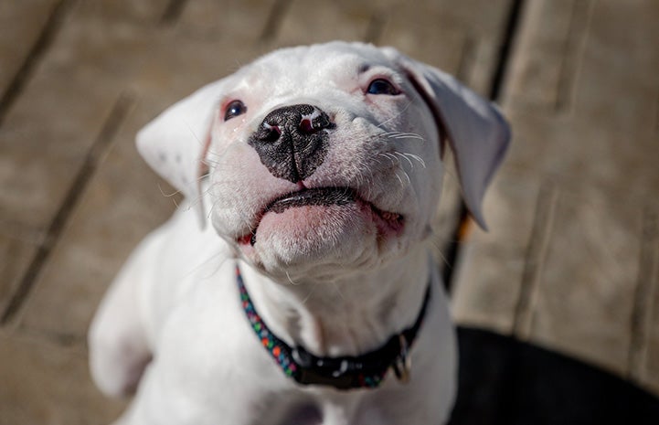 Little white puppy looking up at the camera from outside on a deck