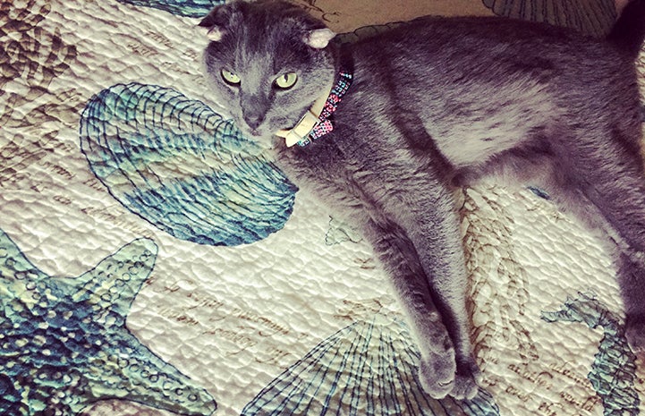 Teddy, the senior deaf gray cat, loves his new home