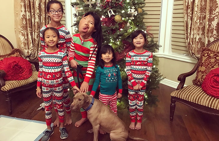 Kiwi the dog with five children in front of a Christmas tree