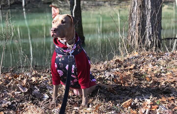 Kiwi the dog, on a leash and wearing a sweater, outside by some trees and fallen leaves