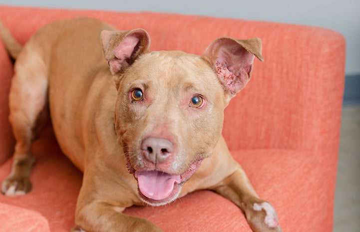 Kiwi, a tan pit-bull-type dog, lying on an orange chair