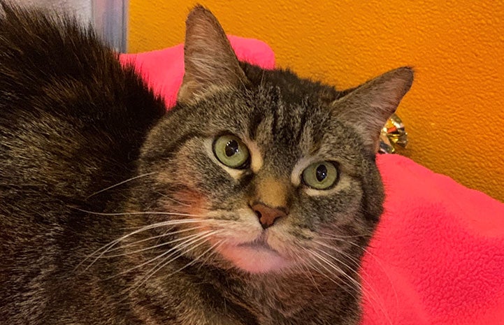 Yorbia the brown tabby cat on a pink blanket