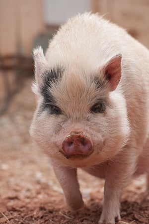 Diesel the pig started biting people, but thanks to training, has become a favorite walking buddy