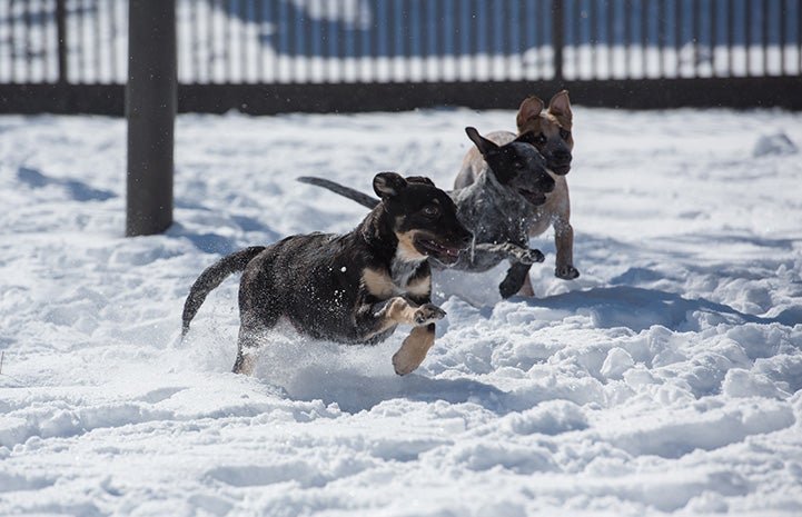 Hike, Fly and Swim the puppies playing in the snow