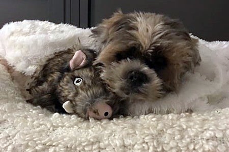 Herman snuggling with a stuffed toy