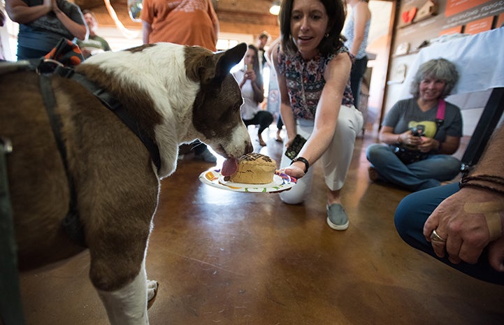 Google takes a lick of his birthday cake