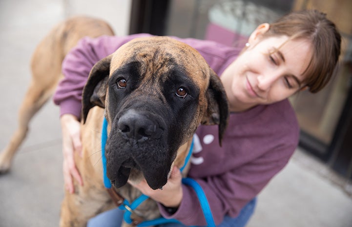 Woman kneeling next to Hazel the mastiff