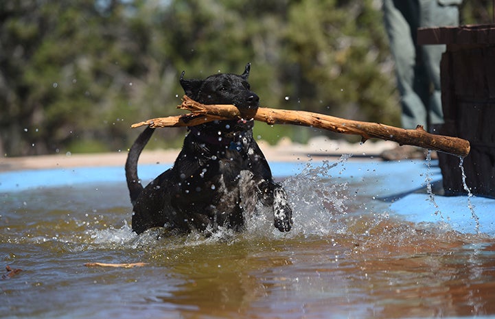 Castiel enjoys a dip in the pool