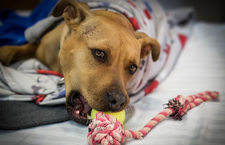 Rad wrapped up in some blankets with his mouth grabbing a ball on a rope toy