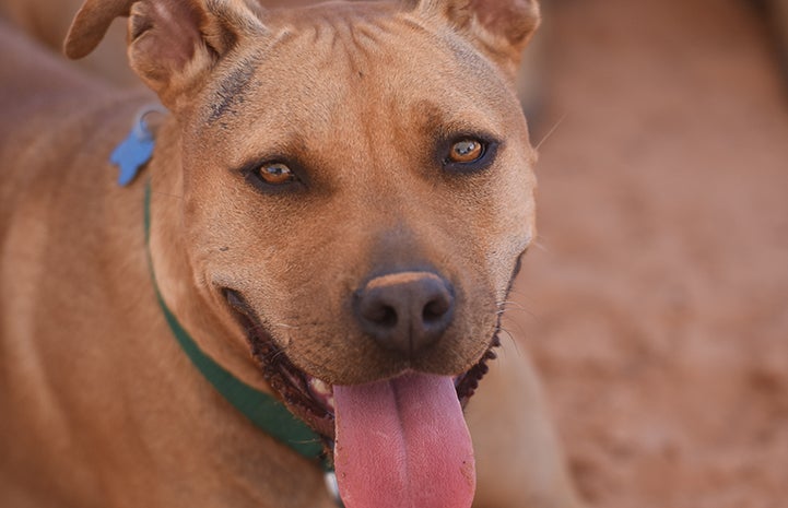 Rad the brown dog with tongue sticking out