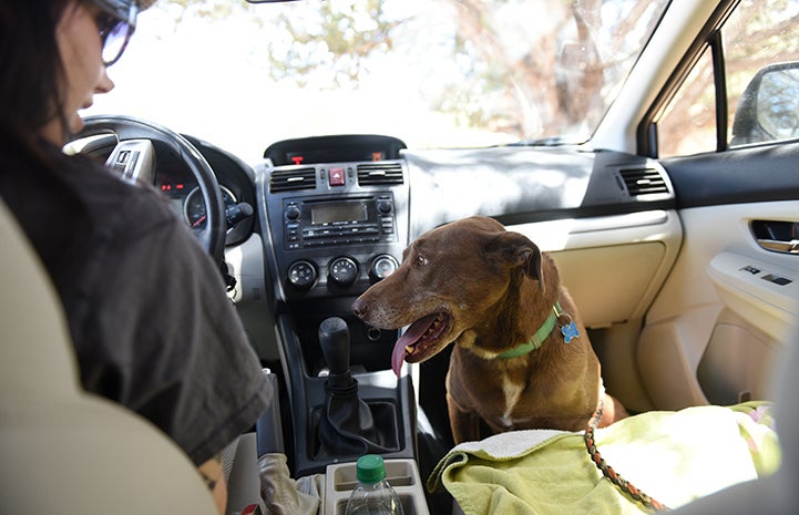 Rella the dog in the passenger seat of a car