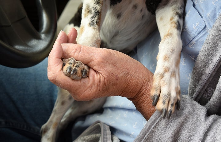 Pamela Zika's hand holding Rascal the dog's paw while he sits on her lap