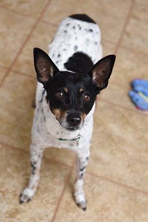 Tri-colored terrier Rascal