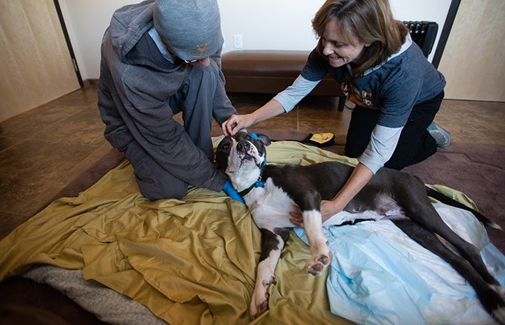 Audrey the dog receiving an acupuncture treatment