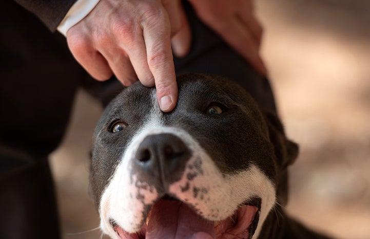 Person petting Audrey the dog on the top of her head