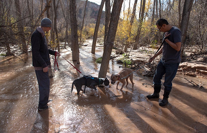 Two men walking with Audrey and Sid the dogs in a creek