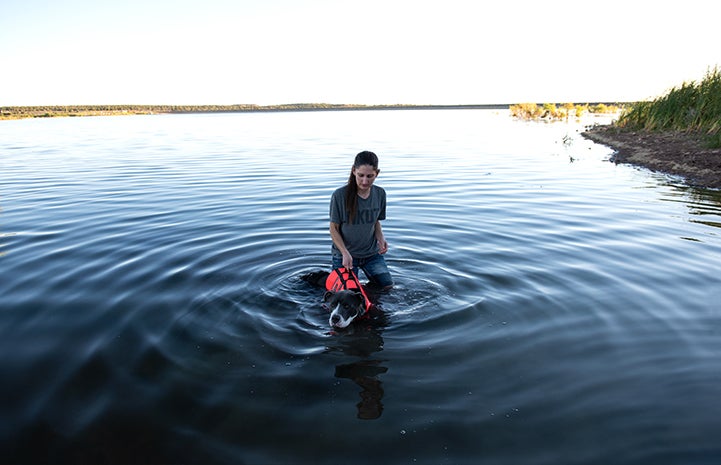 Audrey the black and white dog swimming in the reservoir for physical therapy