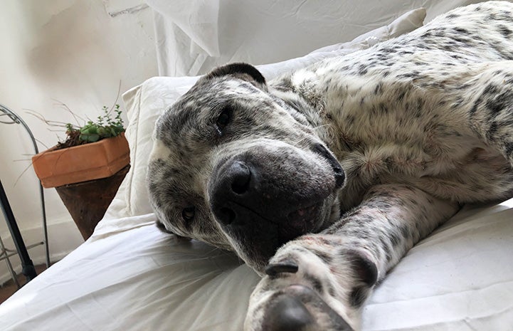 Johnny Houla the dog sleeping on his side on a bed