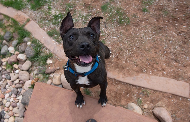 Ariadne the dog, standing outside on a paver, with her ears upright and mouth open in a smile with tongue out