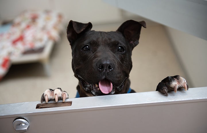 Ariadne the dog, with her front paws and head over the top of a half door