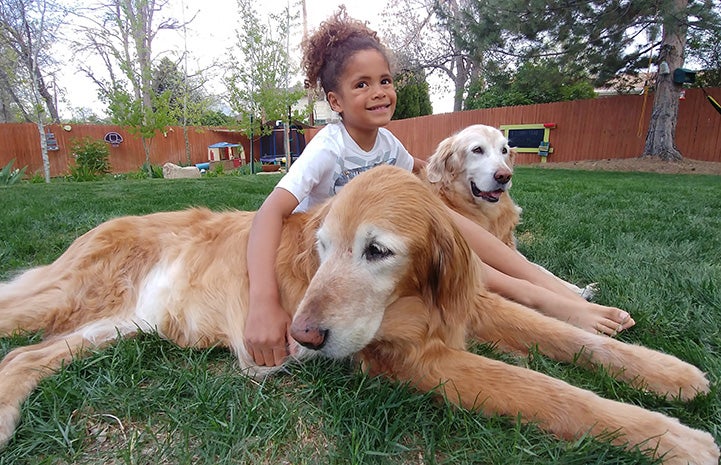 Ava the dog and another dog lying on the grass with a young girl