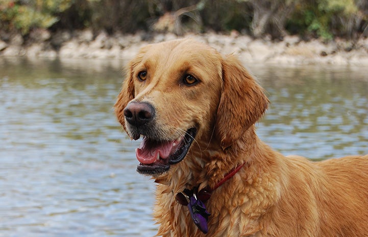 Ava the dog standing in a river