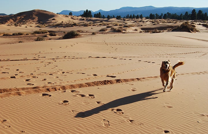 Ava the dog running in a sand dune