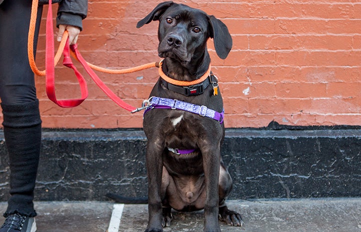 Gus the dog out on a walk wearing a leash and harness, sitting in front of a brick wall