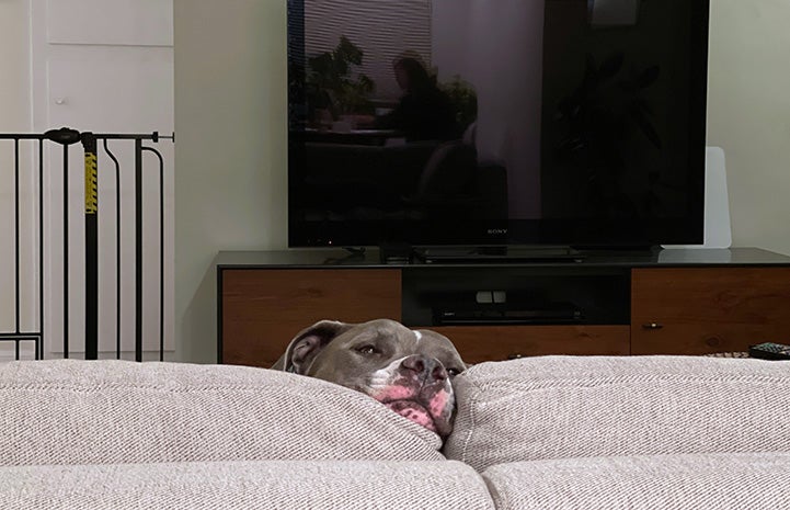 Cannoli the dog peeking up over the top of a couch with a television set in the background