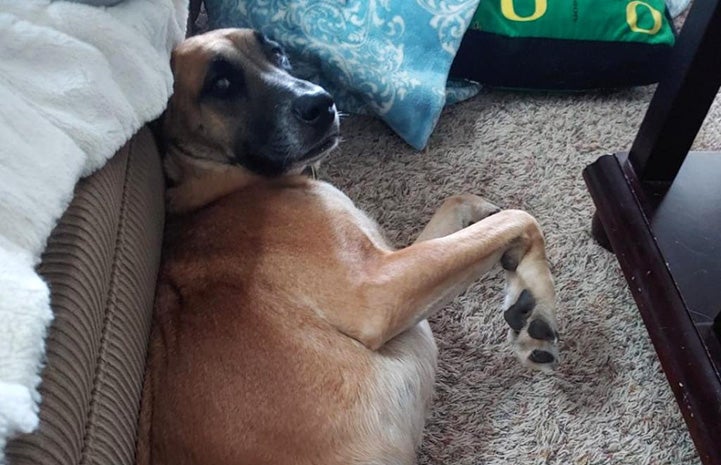 Charlie the dog lying on his side on some carpet with his paws in the air