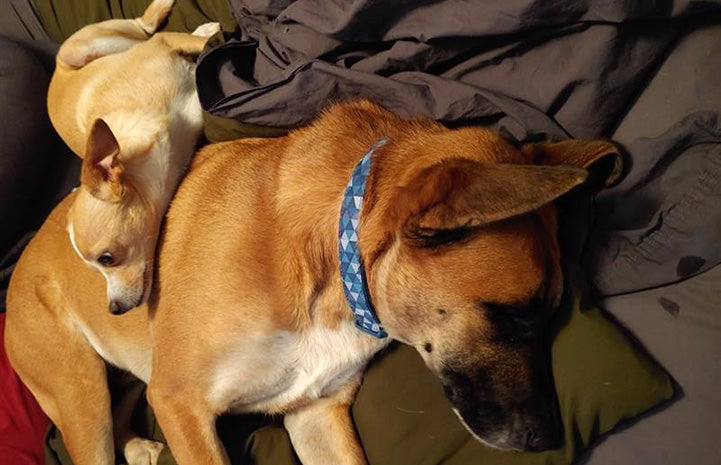 Charlie the dog sleeping with a smaller dog with his head on Charlie's back 