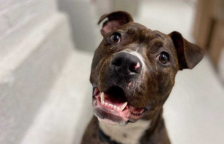 Tiggs the brindle and white dog smiling 